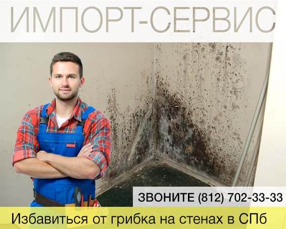 Избавиться от грибка на стенах в Санкт-Петербурге